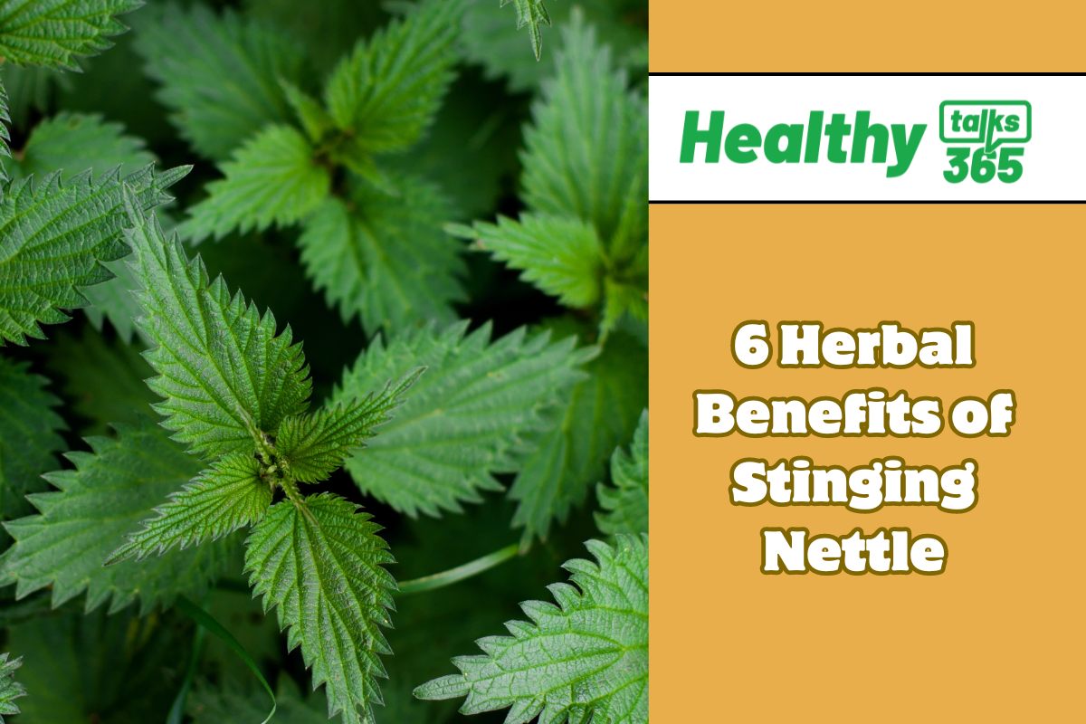 6 Herbal Benefits of Stinging Nettle